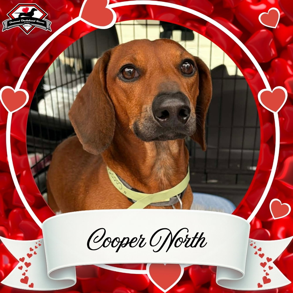 Cooper North Image