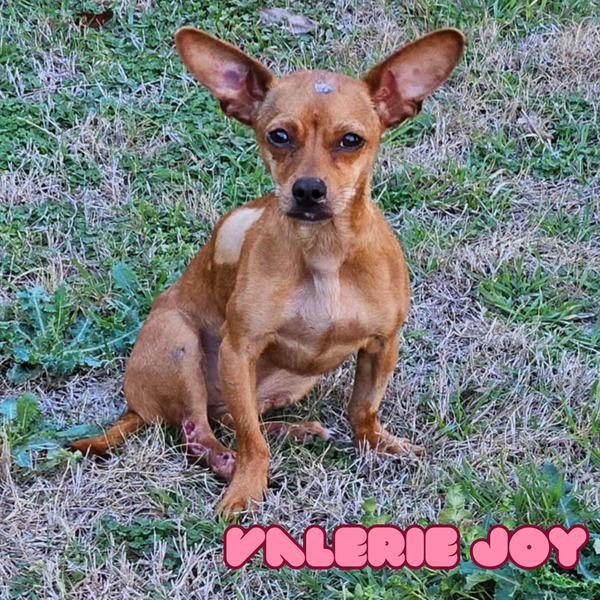 Valerie Joy