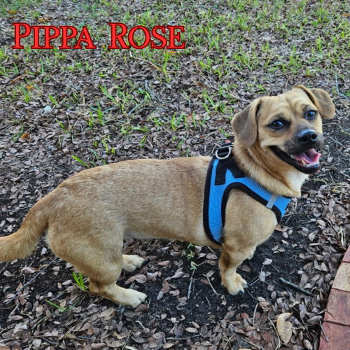 Pippa Rose photo 6