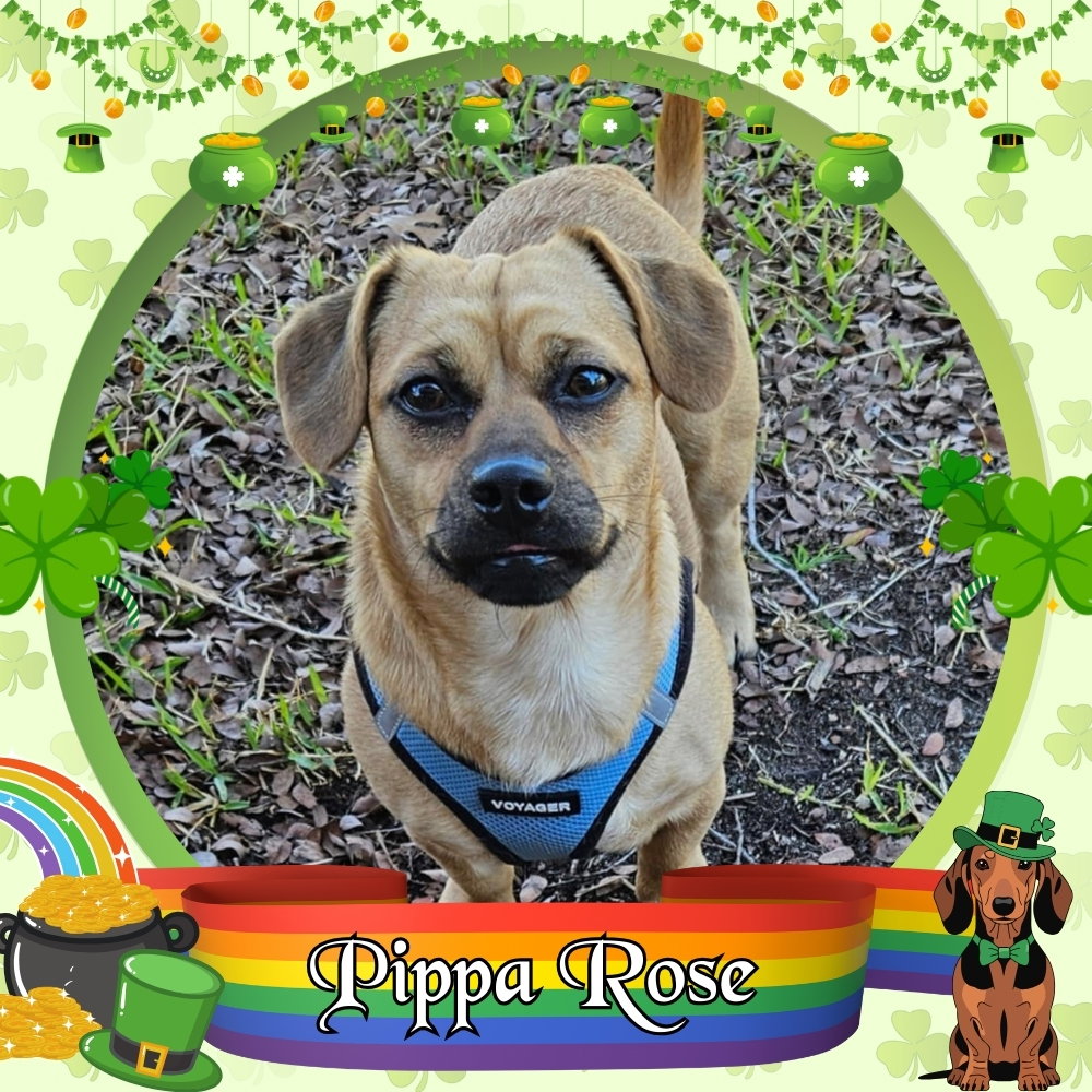 Pippa Rose