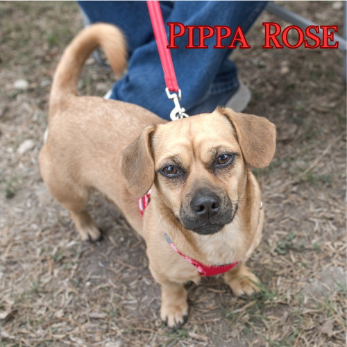 Pippa Rose photo 5