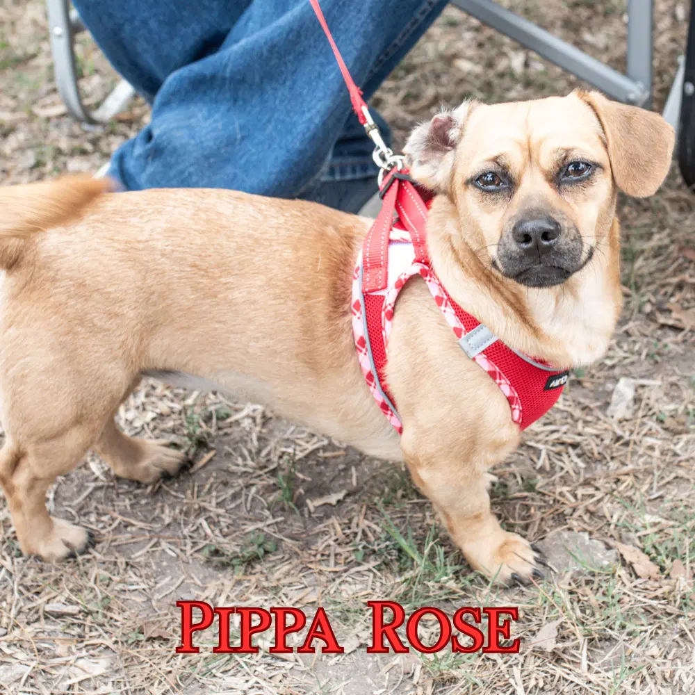 Pippa Rose image 4