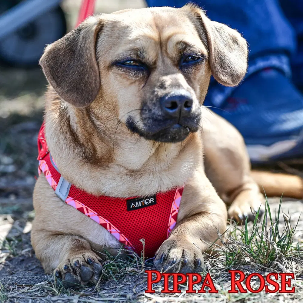 Pippa Rose image 3