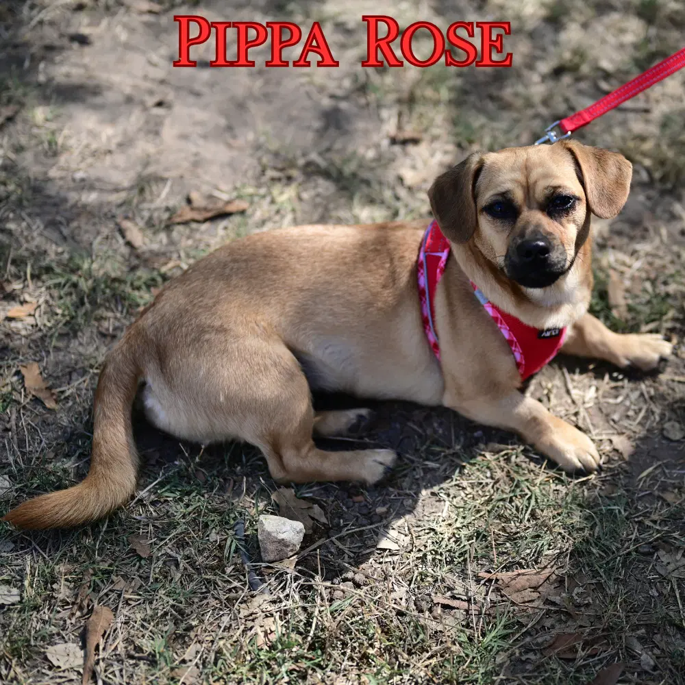 Pippa Rose image 2