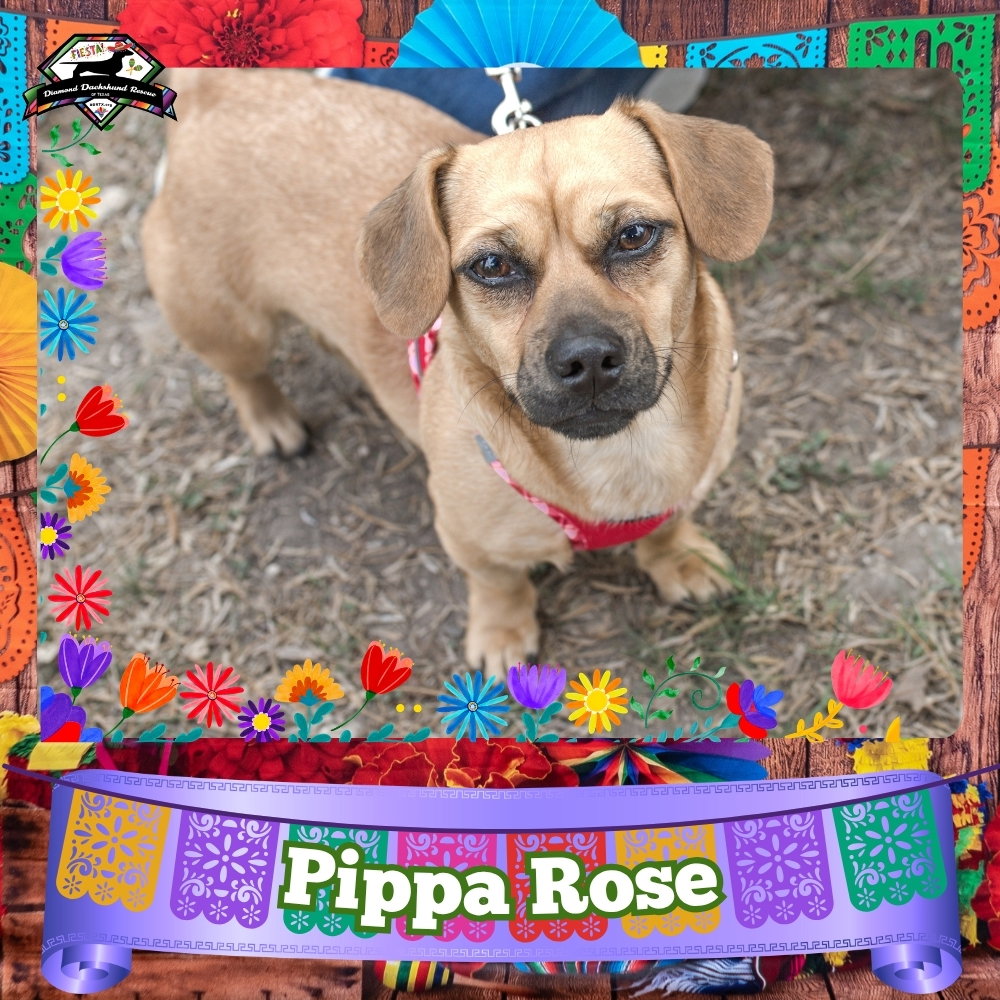 Pippa Rose