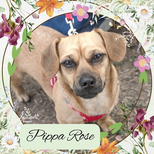 Pippa Rose, an adoptable Dachshund in San Antonio, TX