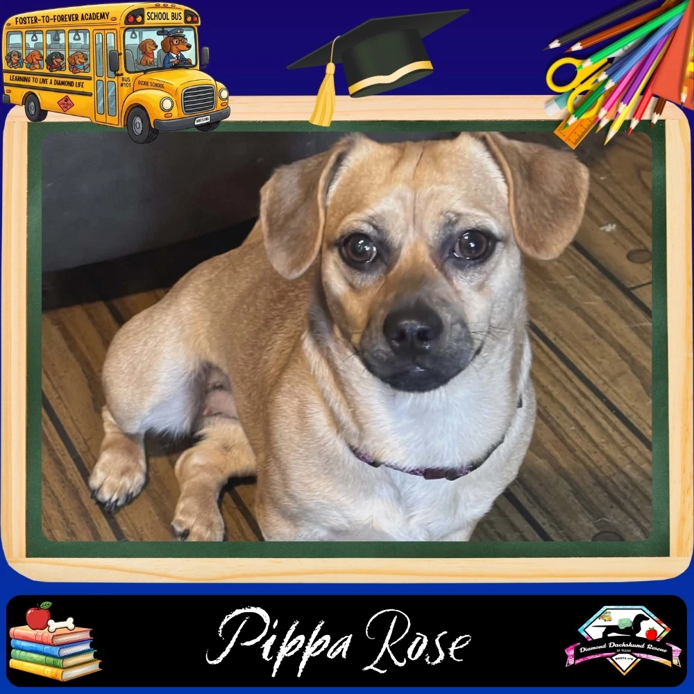 Pippa Rose