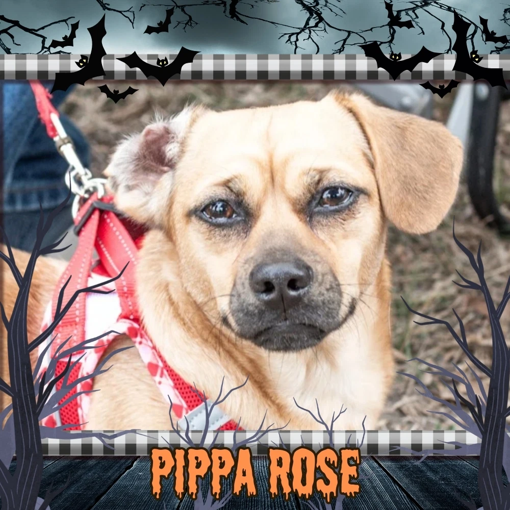 Pippa Rose