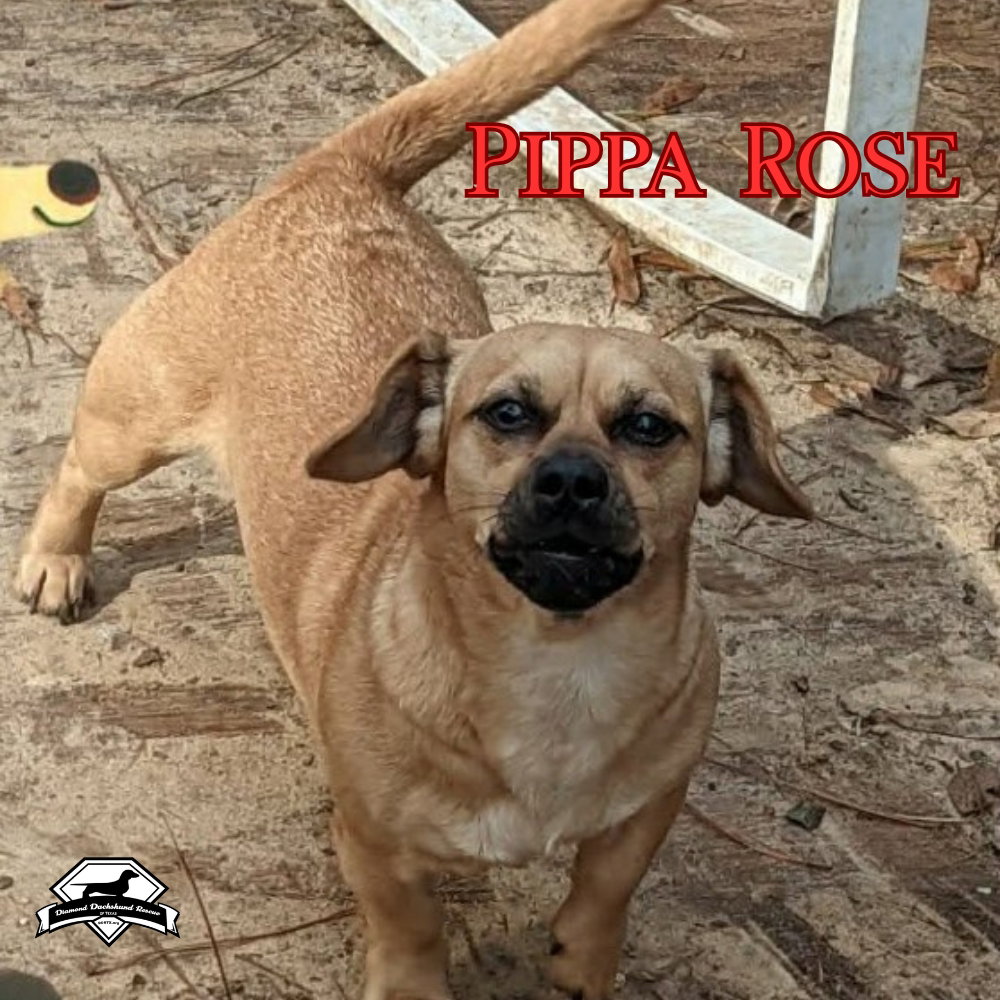 Pippa Rose, photo 2