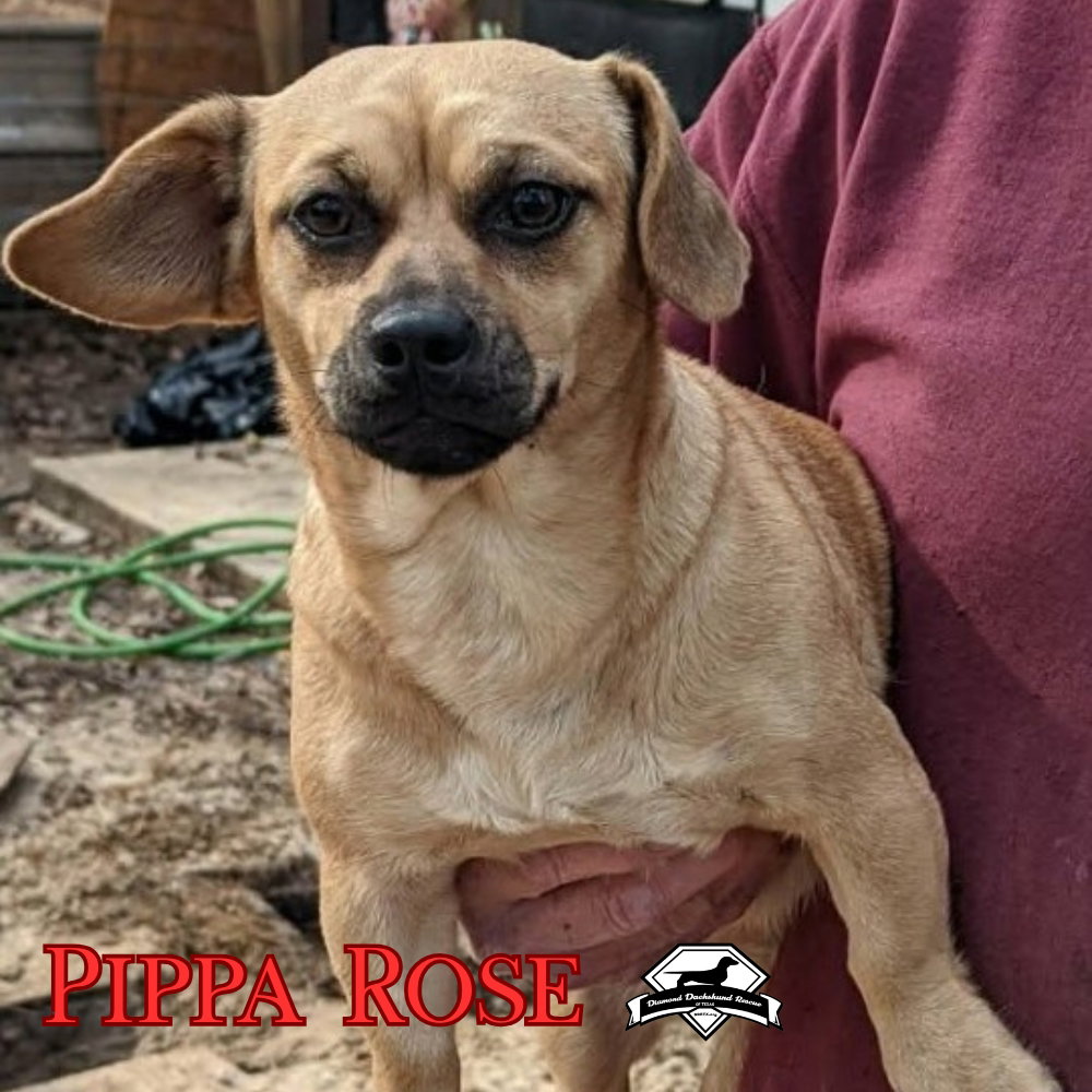 Pippa Rose, photo 4