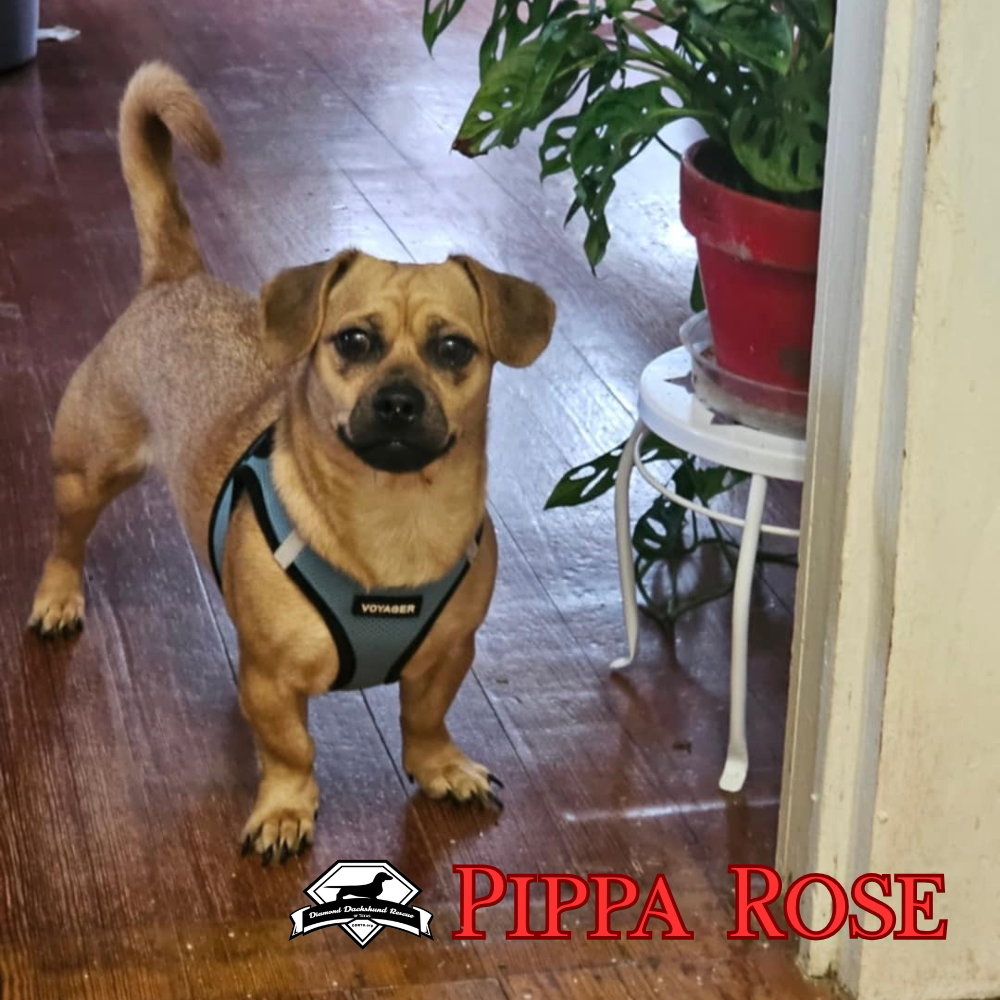Pippa Rose, photo 5