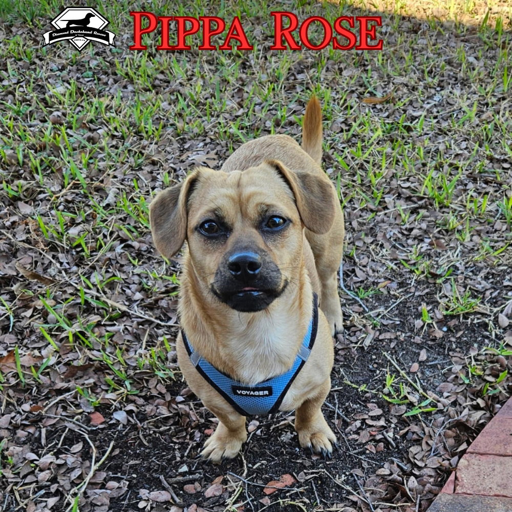 Pippa Rose, photo 6