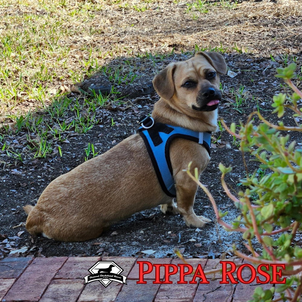 Pippa Rose, photo 8