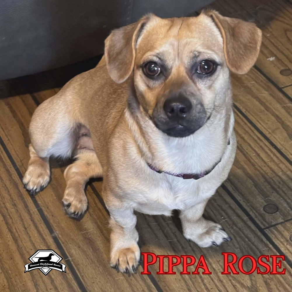 Pippa Rose, photo 9