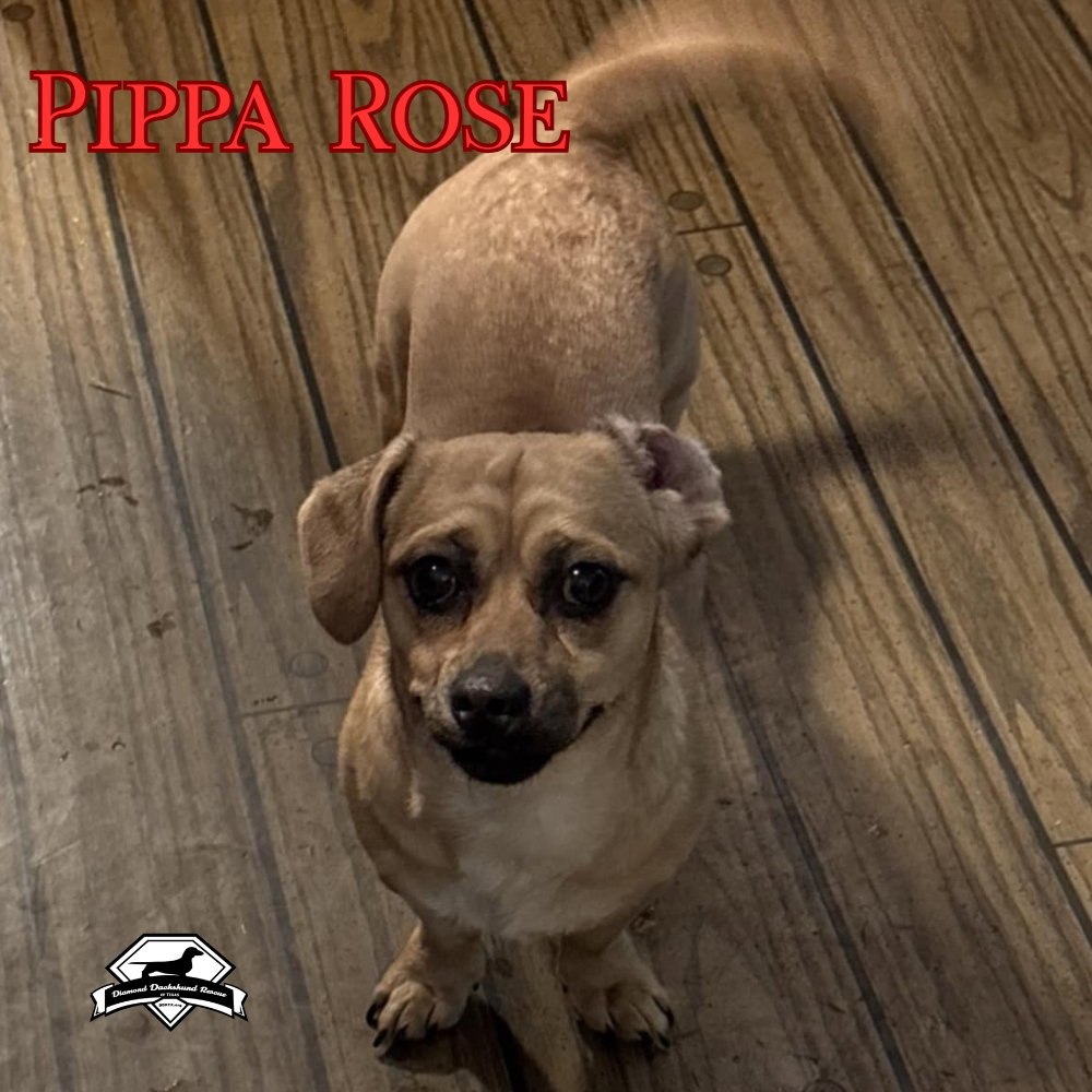 Pippa Rose, photo 10