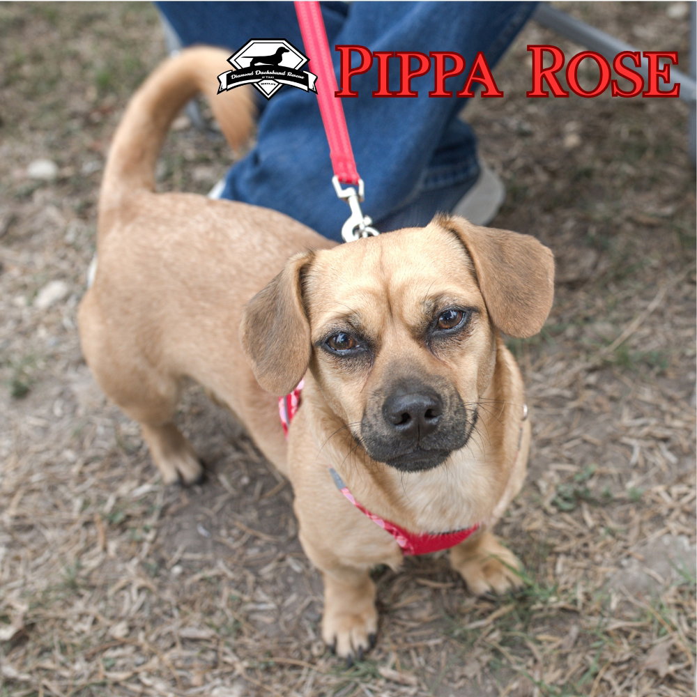 Pippa Rose, photo 11