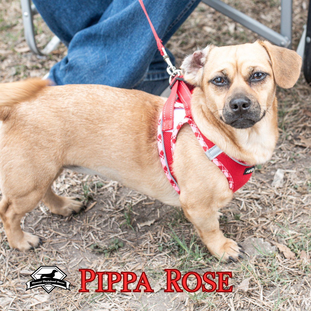 Pippa Rose, photo 12