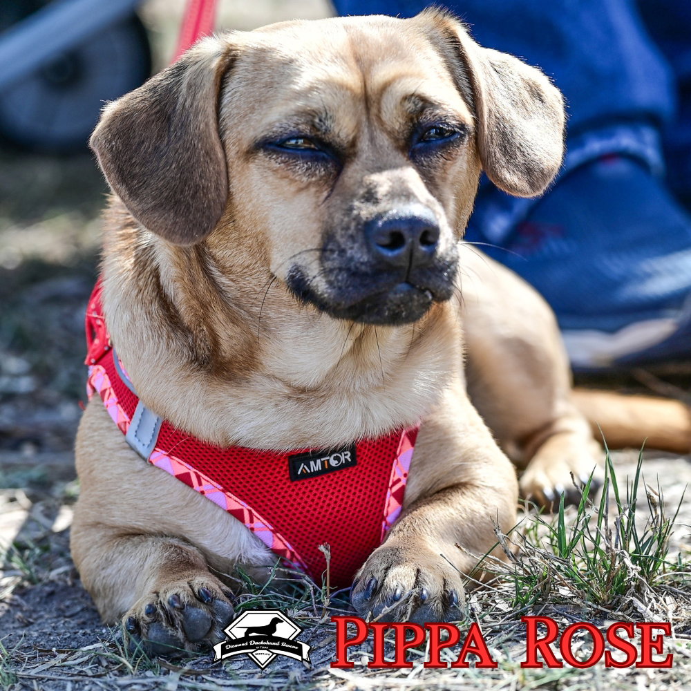 Pippa Rose, photo 13