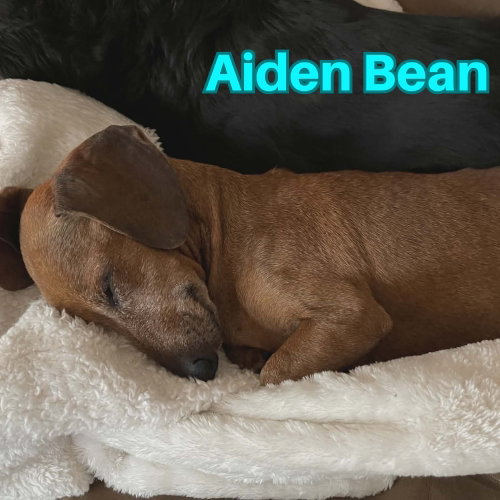 Aiden Bean photo 6