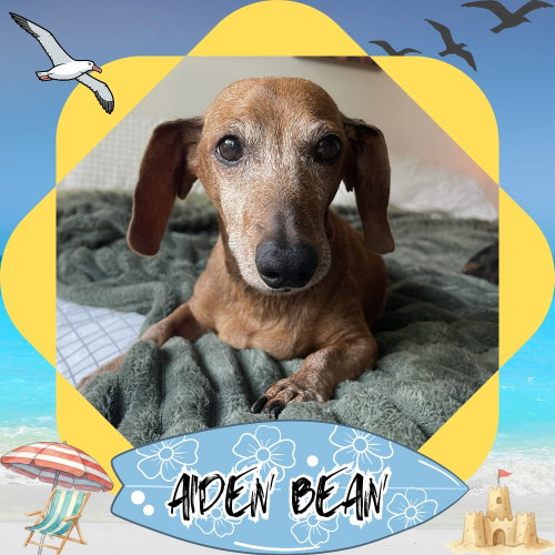 Aiden Bean