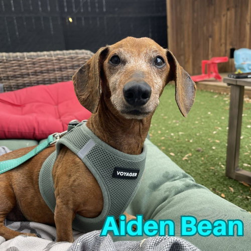 Aiden Bean photo 4