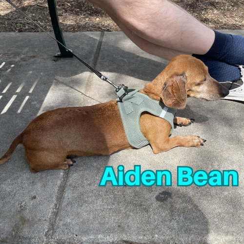 Aiden Bean photo 5