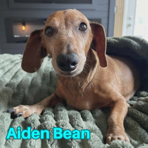 Aiden Bean photo 3