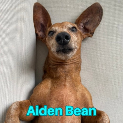 Aiden Bean photo 2
