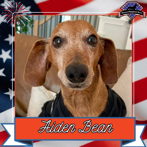 Aiden Bean, an adoptable Dachshund in San Antonio, TX
