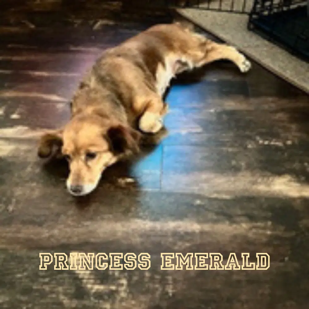 Princess Emerald image 4