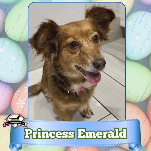 Princess Emerald, an adoptable Dachshund in San Antonio, TX