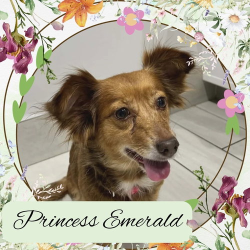 Princess Emerald, an adoptable Dachshund in San Antonio, TX