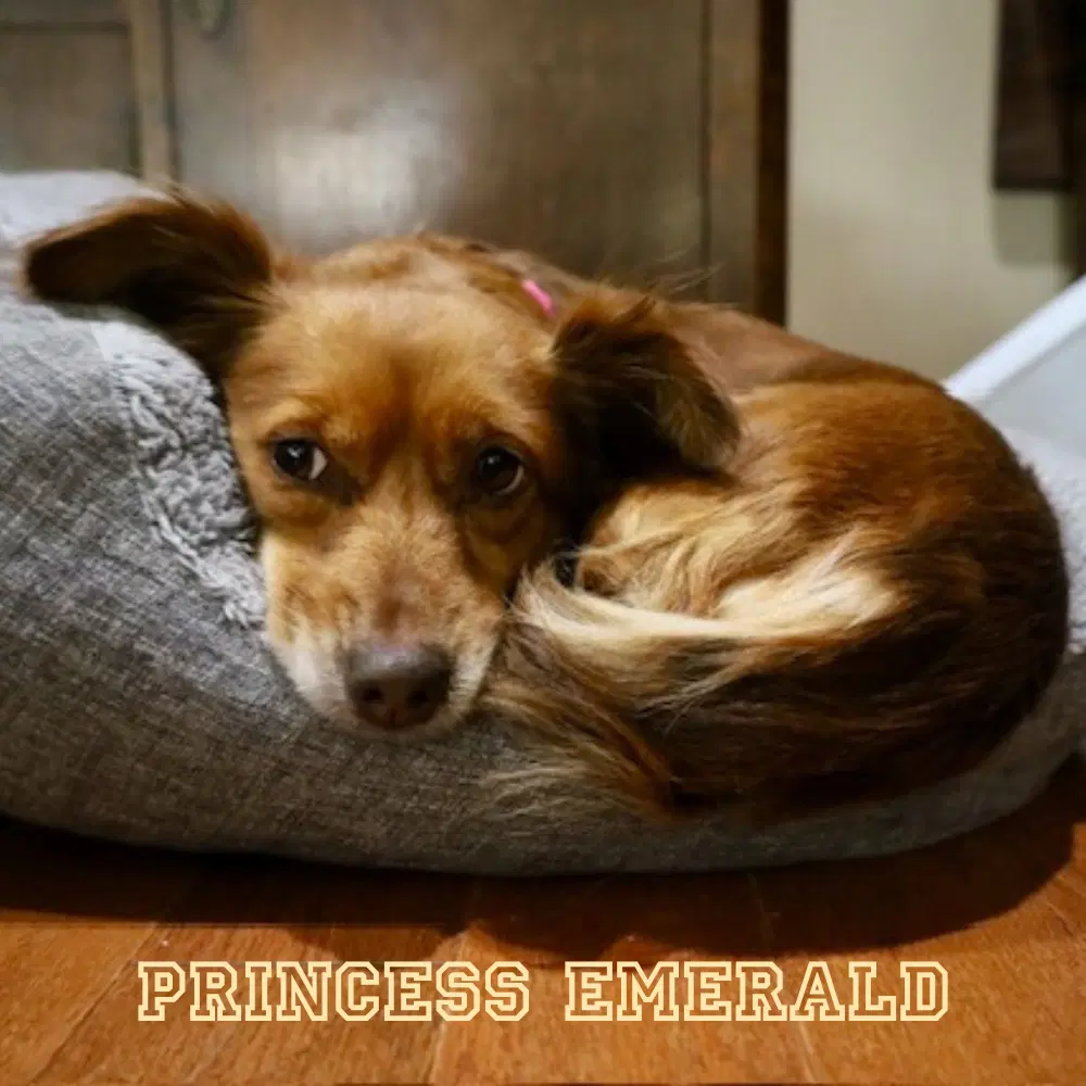 Princess Emerald image 3