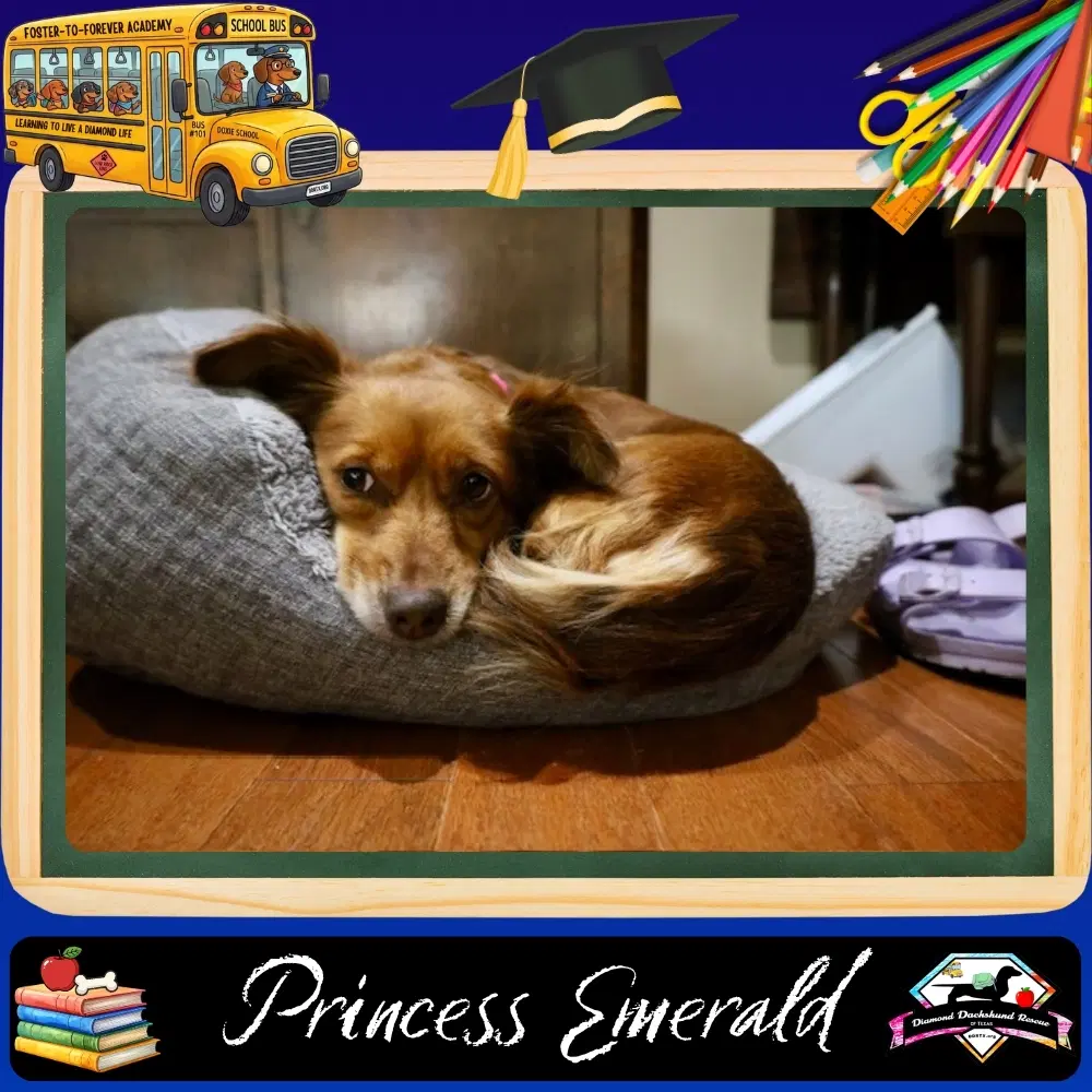 Princess Emerald - Dachshund