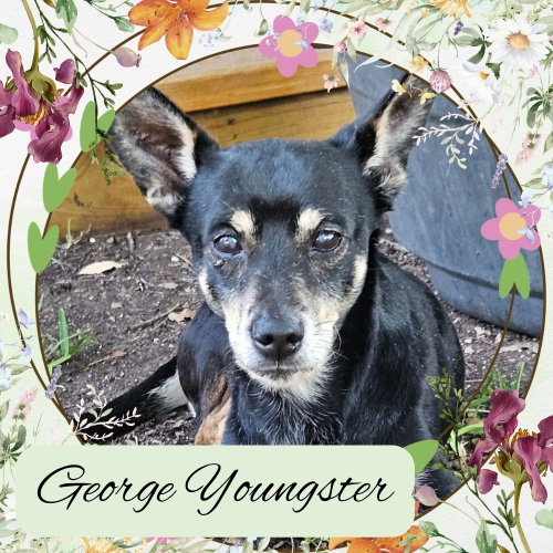 George Youngster, an adoptable Dachshund in San Antonio, TX