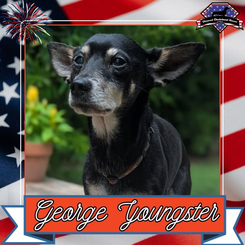 George Youngster, an adoptable Dachshund in San Antonio, TX