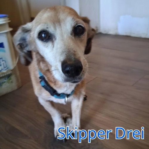 Skipper Drei, photo 9