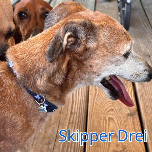Skipper Drei, photo 8