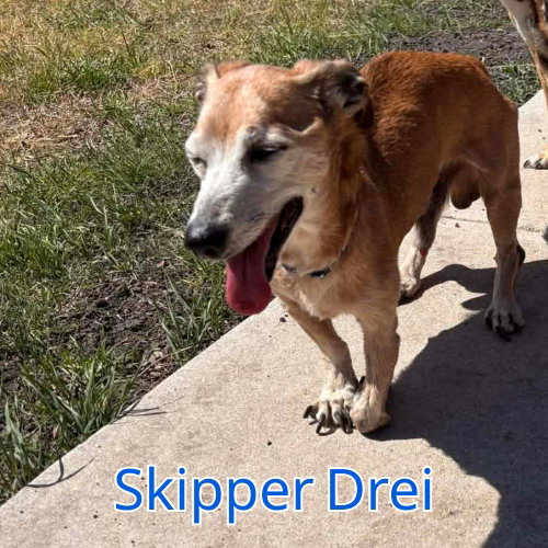 Skipper Drei, photo 7