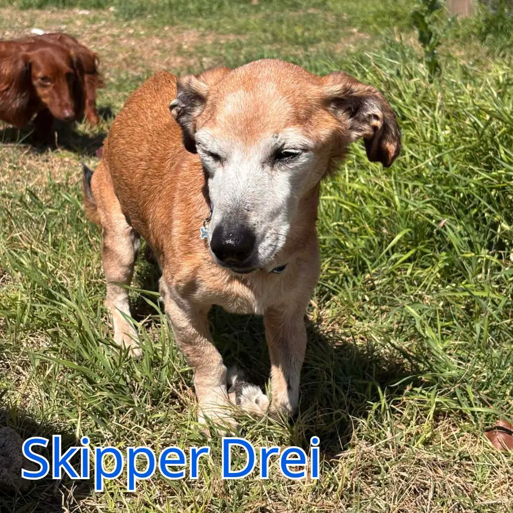 Skipper Drei image 4