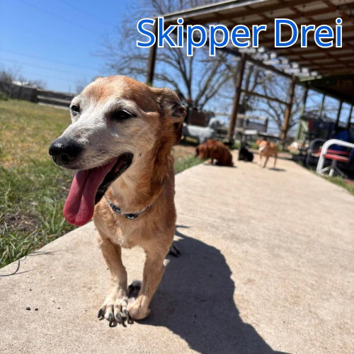 Skipper Drei, photo 10