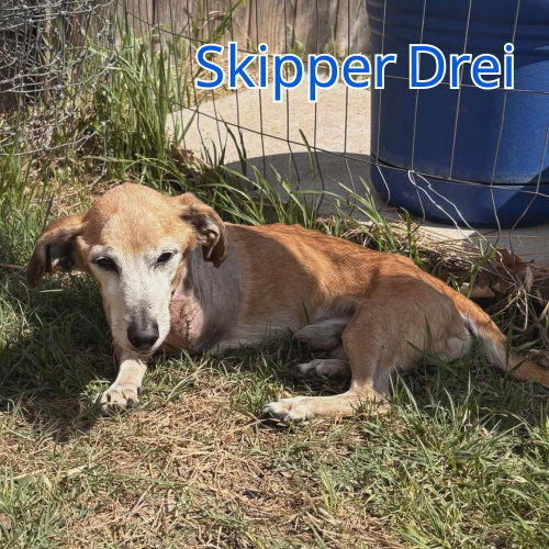 Skipper Drei, photo 11