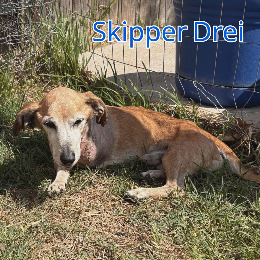 Skipper Drei