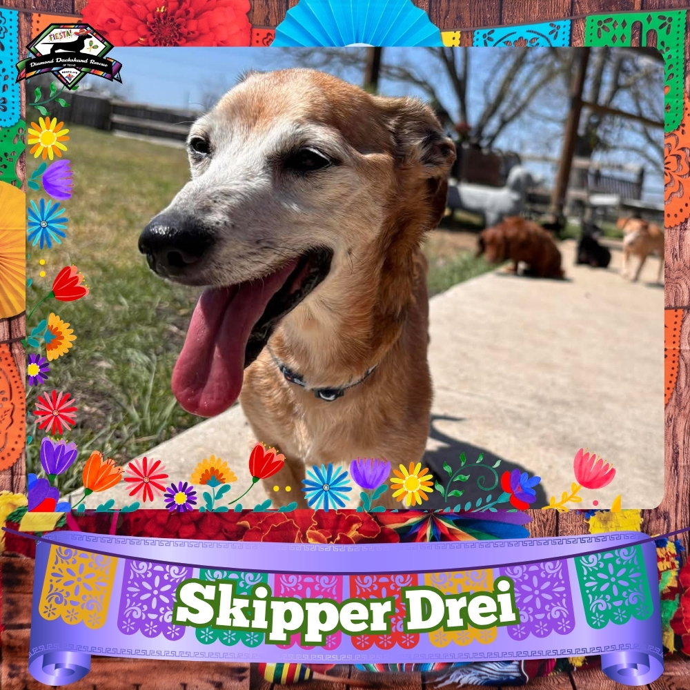 Skipper Drei