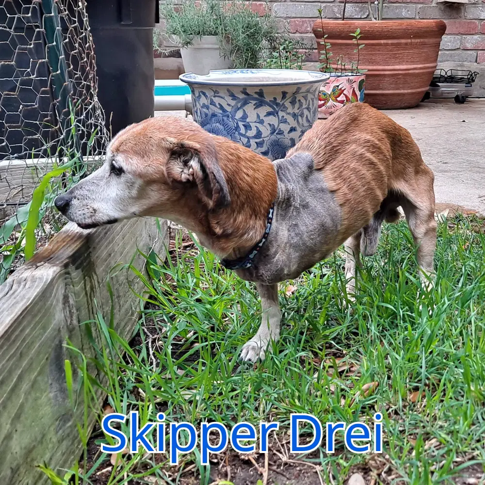 Skipper Drei image 2