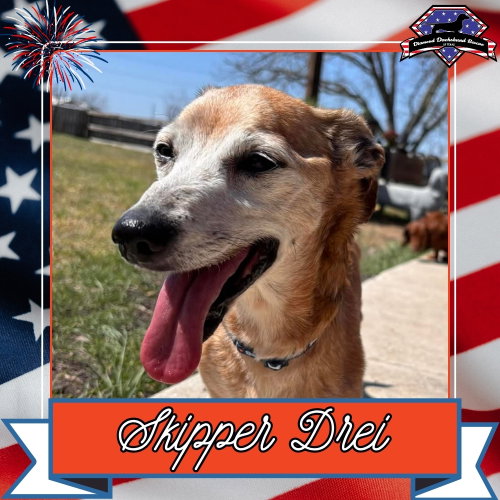 Skipper Drei, an adoptable Dachshund in San Antonio, TX