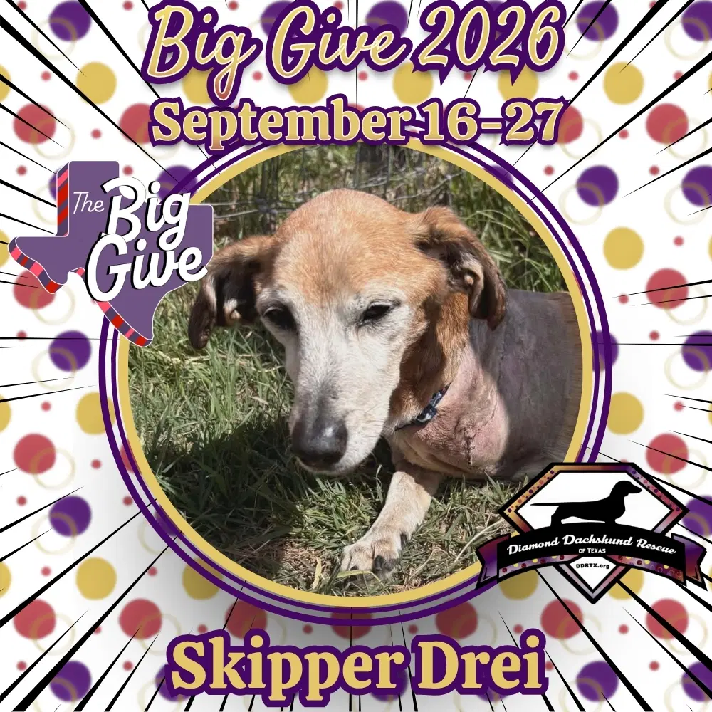 Skipper Drei - Dachshund