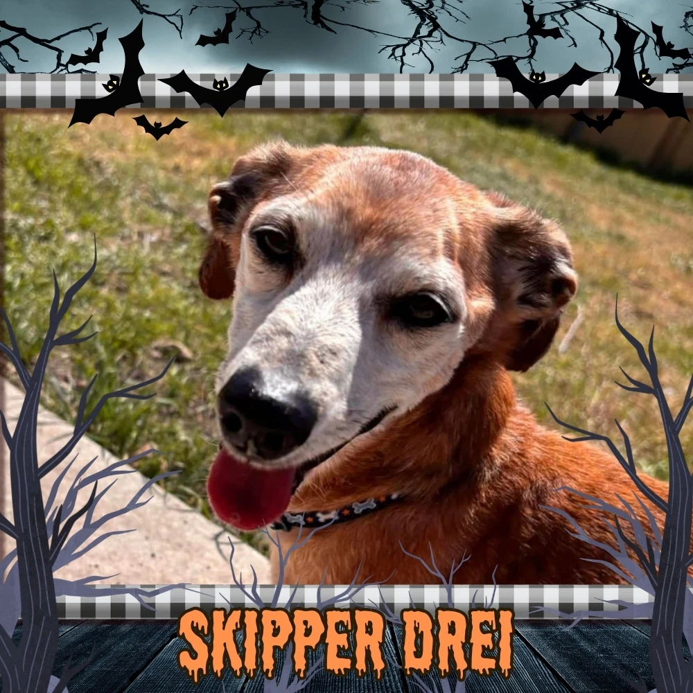 Skipper Drei
