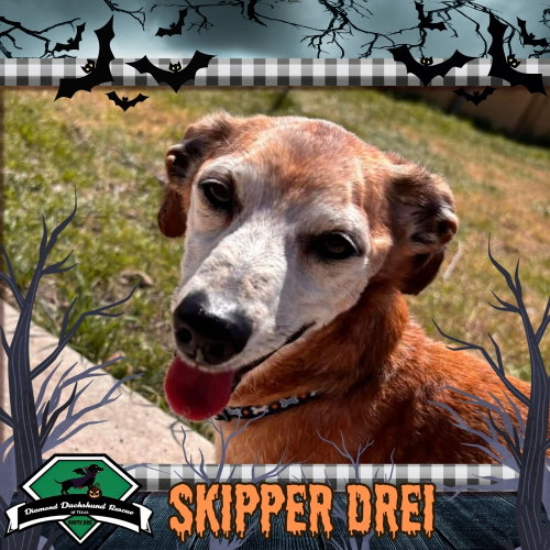 Skipper Drei, a dog for adoption from Diamond Dachshund Rescue of Texas