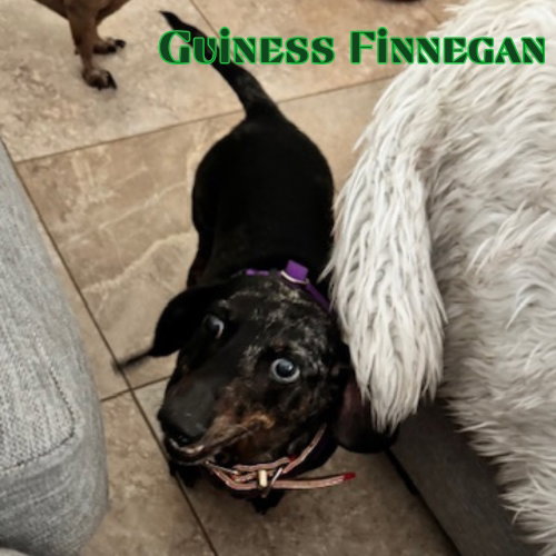 Guinness Finnegan photo 4